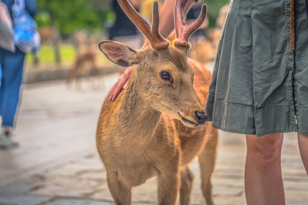 Nara-31 maja 2019: Jeleń z turystami w parku jeleni Nara, Nara, — Zdjęcie stockowe