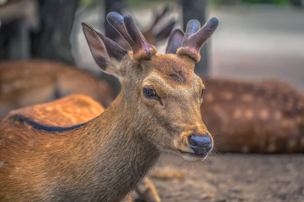 Nara - 31 de mayo de 2019: Ciervo en el parque de ciervos de Nara, Nara, Japón — Foto de Stock