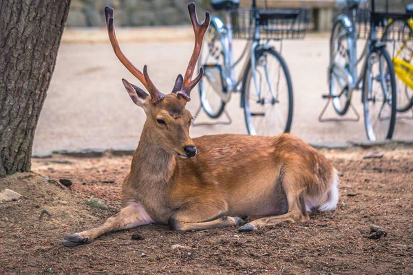 Nara-květen 31, 2019: jelen v Nara jelenském parku, Nara, Japonsko — Stock fotografie