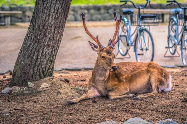 Nara - 31 mai 2019 : Cerfs dans le parc à cerfs de Nara, Nara, Japon — Photo