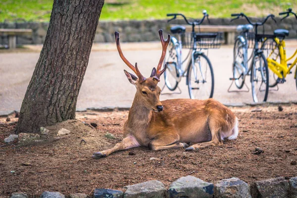 Nara - 31 Mayıs 2019: Nara geyik parkında geyik, Nara, Japonya