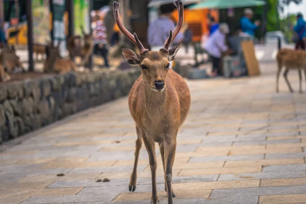 奈良 - 2019年5月31日：日本奈良鹿公园的鹿 — 图库照片