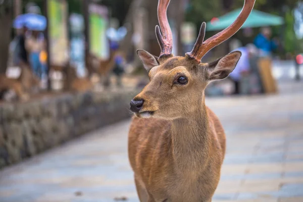 Nara - 31 Mayıs 2019: Nara geyik parkında geyik, Nara, Japonya