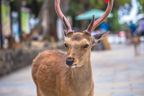 Nara - 31 Mayıs 2019: Nara geyik parkında geyik, Nara, Japonya
