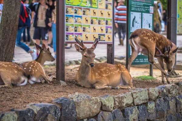 Nara - 31 de mayo de 2019: Ciervo en el parque de ciervos de Nara, Nara, Japón — Foto de Stock