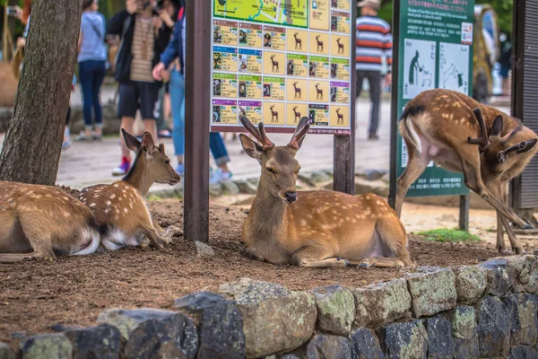 Nara - 31 de mayo de 2019: Ciervo en el parque de ciervos de Nara, Nara, Japón — Foto de Stock