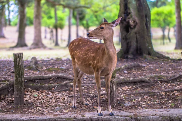 Нара - 31 мая 2019 года: Олень в оленьем парке Нара, Нара, Япония — стоковое фото