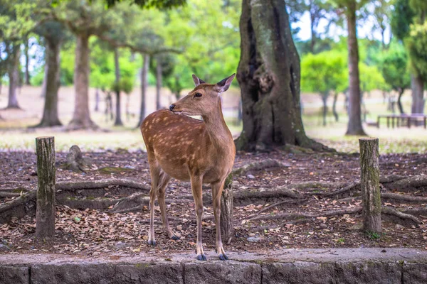 Nara - 31 de mayo de 2019: Ciervo en el parque de ciervos de Nara, Nara, Japón — Foto de Stock