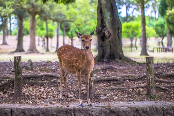 Nara - May 31, 2019: Deer in Nara deer park, Nara, Japan — Stock Photo, Image