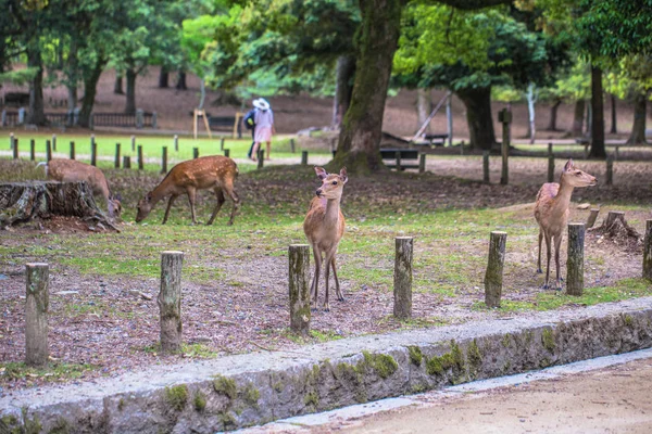 Nara - 31 de mayo de 2019: Ciervo en el parque de ciervos de Nara, Nara, Japón — Foto de Stock