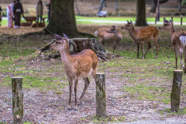 Nara - 31 de mayo de 2019: Ciervo en el parque de ciervos de Nara, Nara, Japón —  Fotos de Stock