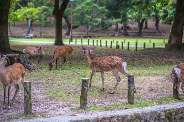 Nara - 31. Mai 2019: Hirsch im nara deer park, nara, japan — Stockfoto