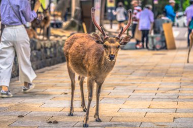 Nara - 31 Mayıs 2019: Nara geyik parkında geyik, Nara, Japonya