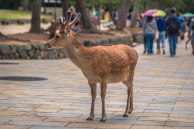 Nara - 31 Mayıs 2019: Nara geyik parkında geyik, Nara, Japonya