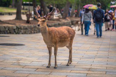 Nara - 31 Mayıs 2019: Nara geyik parkında geyik, Nara, Japonya