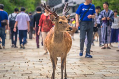 Nara - 31 Mayıs 2019: Nara geyik parkı, Nara turistlerle geyik,