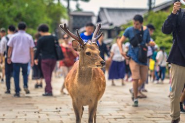 Nara - 31 Mayıs 2019: Nara geyik parkı, Nara turistlerle geyik,
