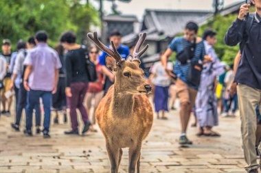 Nara - 31 Mayıs 2019: Nara geyik parkı, Nara turistlerle geyik,