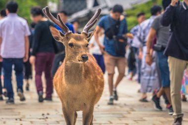 Nara - 31 Mayıs 2019: Nara geyik parkı, Nara turistlerle geyik,