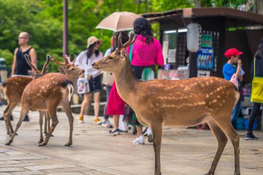 Nara - 31 Mayıs 2019: Nara geyik parkı, Nara turistlerle geyik,