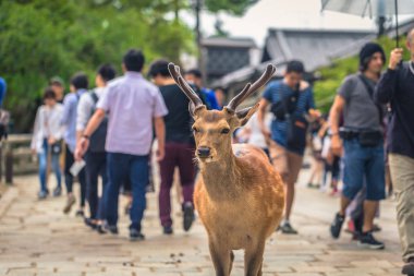 Nara - 31 Mayıs 2019: Nara geyik parkı, Nara turistlerle geyik,