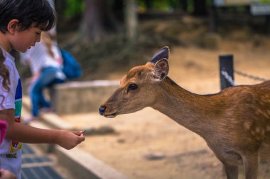 Nara - 31 Mayıs 2019: Nara geyik parkında geyik, Nara, Japonya