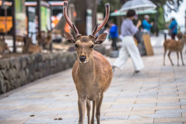 Nara-květen 31, 2019: jelen v Nara jelenském parku, Nara, Japonsko — Stock fotografie