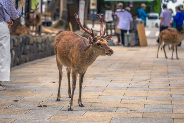 Nara - 31 Mayıs 2019: Nara geyik parkında geyik, Nara, Japonya