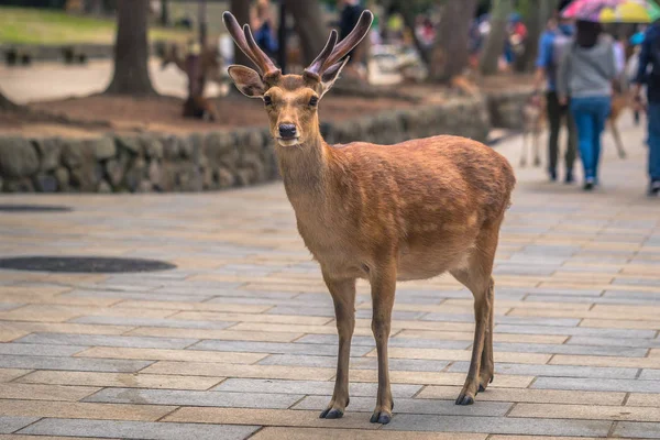 Nara-květen 31, 2019: jelen v Nara jelenském parku, Nara, Japonsko — Stock fotografie