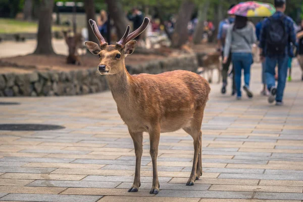 Nara - 31 mai 2019 : Cerfs dans le parc à cerfs de Nara, Nara, Japon — Photo