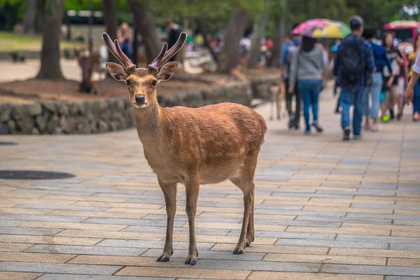 Nara - 31 Mayıs 2019: Nara geyik parkında geyik, Nara, Japonya