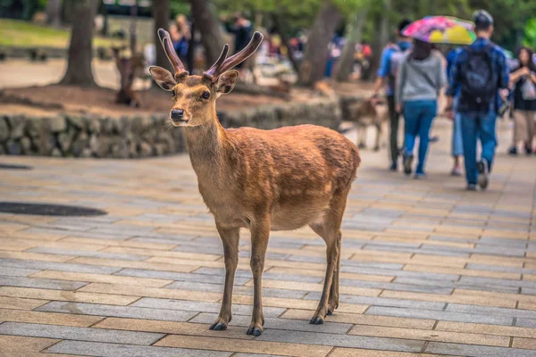Nara - 31 mai 2019 : Cerfs dans le parc à cerfs de Nara, Nara, Japon — Photo