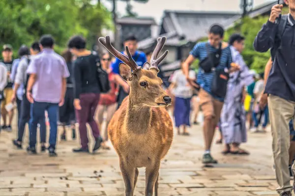 Nara - 31 Mayıs 2019: Nara geyik parkı, Nara turistlerle geyik,