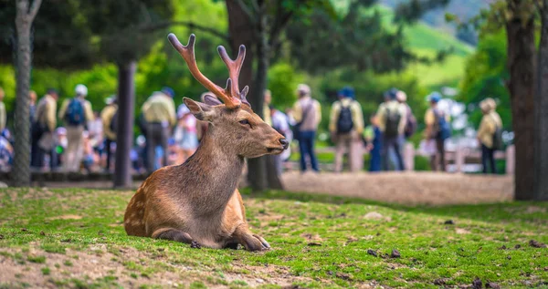Nara - 31 de mayo de 2019: Ciervo en el parque de ciervos de Nara, Nara, Japón — Foto de Stock