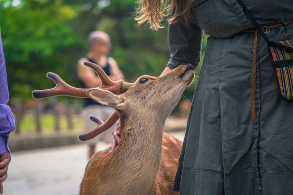 Nara-květen 31, 2019: jelen s turisty v Nara jelenním parku, Nara, — Stock fotografie