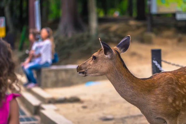 Nara-květen 31, 2019: jelen v Nara jelenském parku, Nara, Japonsko — Stock fotografie