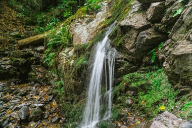 Şelale dağlar Vadisi ormanında. Temiz su ile dağ dere. Yaprak döken yaşlı orman.