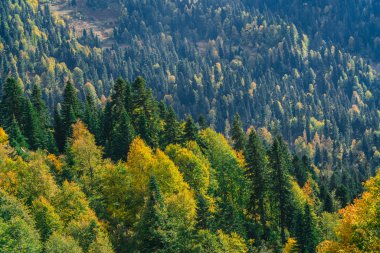 Dağlarda asırlık çam ormanı. Dağ manzarası. Sıcak sonbahar güneşli bir gün. Dağlarındaki sonbahar ormanları ile kaplı. Bulutlar üzerinde orman. Üstten görünüm