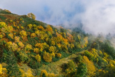 Sonbahar Orman dağlarda. Renkli flora dağlarındaki kapsar. Bulutlar kayan nokta renkli orman üzerinde