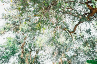 Okaliptüs ağacının dalları gökte iç içe. Açık güneşli bir gün