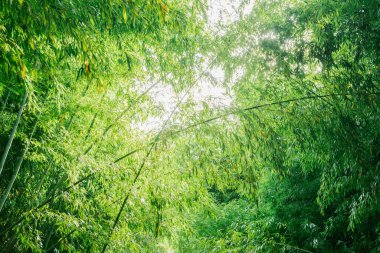 Bambu saplarını yere bükük. Bambu yaprakları üzerinde güneş ışığı