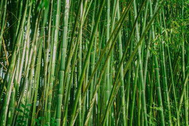 Mayo ve bambu yaprakları. Parlak yeşil renkli. Panda için gıda