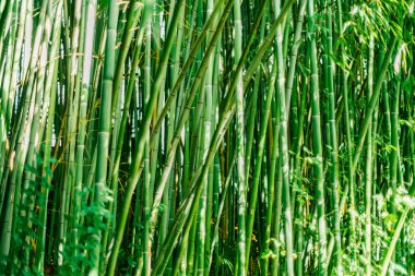 Yeşil Bambu kaynaklanıyor. Bambu Ormanı. Fantastik orman arka plan