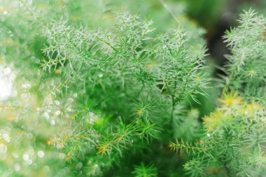 Yağmur sonra tropikal iğne yapraklı bitkiler dalı. Güzel yeşil arka plan. Fotoğrafı yakın çekim. Damla dallar