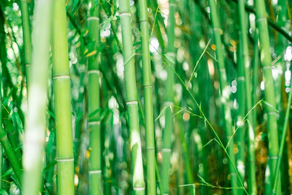 Green bamboo stems. Bamboo forest. Fantastic forest background