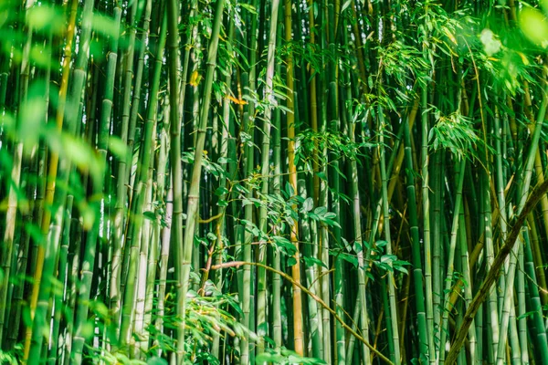 Green bamboo stems. Bamboo forest. Fantastic forest background