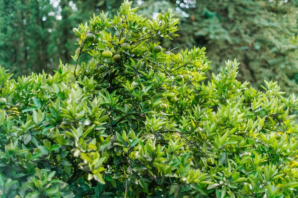 Лимонное Дерево Пышная Зеленая Листва Плод Лайма Тропическая Фауна — стоковое фото