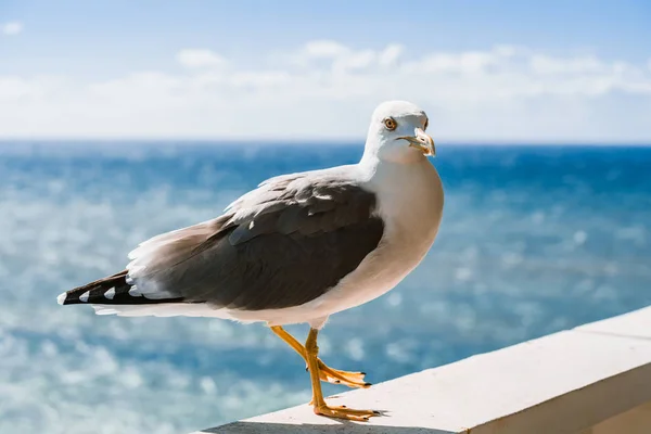 Gaivota Sentada Janela Contra Belo Mar Dia Ensolarado Nuvens Sobre — Fotografia de Stock