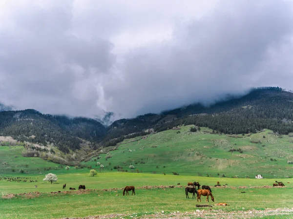 Caballos Pastando Prado Con Montañas Fondo Florece Árbol Primavera Las —  Fotos de Stock