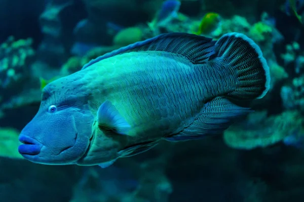 大拿破仑鱼正在水族馆里游泳 鱼拍特写镜头 蓝色的头和绿色的身体 — 图库照片